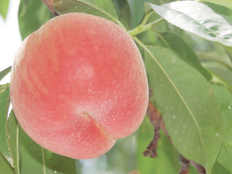 「まどか」当園第４番目の品種　特秀品　３ｋｇ(７～１２個位)　
すぐに出荷できませんよ