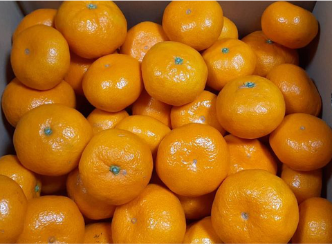 大津4号【甘くて濃厚なみかん】自宅用に！　高糖度　剥きやすく食べやすいミカン　5キロ