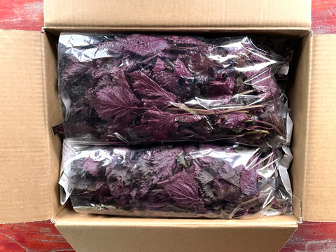 【6月末頃〜発送】自然栽培 赤紫蘇（赤しそ 500g〜 朝採り ｜赤しそジュース・梅干し用｜栽培期間中農薬不使用