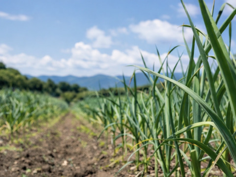 【にんにくの王様】青森 最高級にんにく『白玉王』の超希少な〝生〟にんにく（Lサイズ）
にんにくの概念変える！～ホクホク甘い、主役になるにんにく～