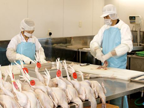 【冬ギフト】濃厚でダシが良く出る 青森シャモロック 水炊きセット(2～3人前) 熨斗対応可 メッセージカード対応可