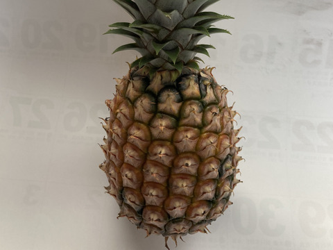 【訳あり品】完熟ピーチパイン 小浜島産（3kg/5～7玉）