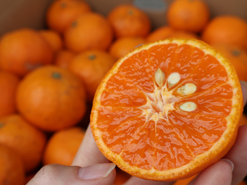 農家直送！なつみオレンジ　訳あり10kg【平武農園】和歌山｜有田｜田口｜こだわり