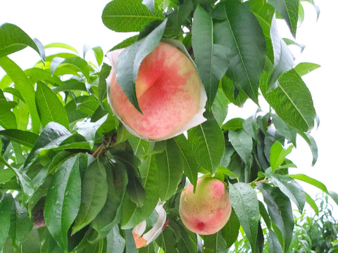 【3㎏・8～12玉】家計応援☆山梨県産・訳アリはねだし桃