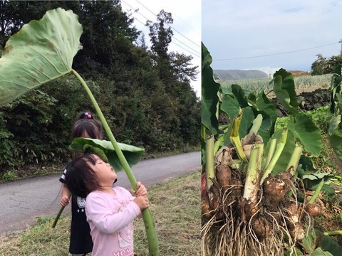 まるっと一株 トトロの葉っぱで包んだまるごと里芋 富山県産 食べチョク 農家 漁師の産直ネット通販 旬の食材を生産者直送