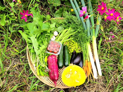 【少量サイズ♪】信州　秋野菜セット 10品目　お試しにも！