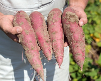 不揃い品！五郎島金時（さつまいも）5ｋｇ