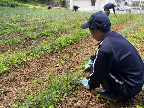 【島らっきょう500g】5月から収穫開始！「喜界島」の太陽と隆起サンゴ礁でできた『農薬不使用の土』で栽培
