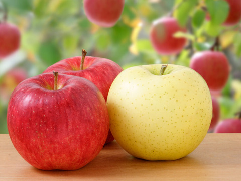 【福袋】青森県産 約１０キロ 季節の樹上完熟りんご詰め合わせセット【家庭用厳選品】