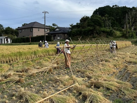 ひとめぼれ 玄米5㎏　農薬・肥料不使用　天日干し！