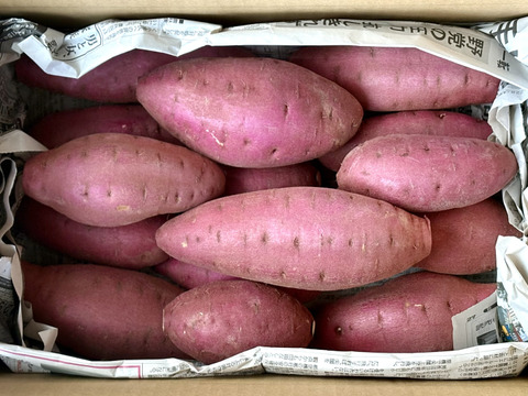 ホクホクむっちり「栗かぐや」色々なサイズ入り 5キロ箱