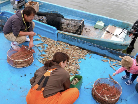 【お歳暮 ギフト対応】あまくて ぷりぷり！天草産活き車海老 《500g》