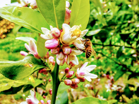 自然豊かな南薩摩のニホンミツバチ 生蜂蜜 90g　1本