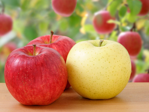 【冬ギフト】青森県産 約３キロ 季節の樹上完熟りんご詰め合わせセット【上実贈答用】