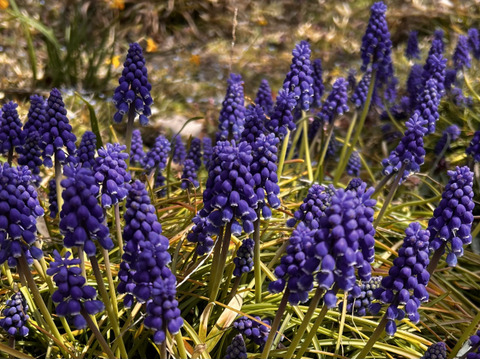 野生日本蜜蜂のたれ蜜【非加熱の生はちみつ】110g