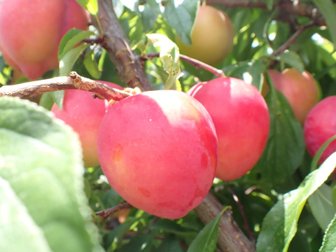 極早生すもも プラム井上 約2Kg