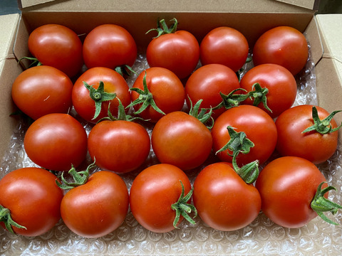 【お試し割中】艶り！ジューシー♥レッドオーレトマト🍅1kg