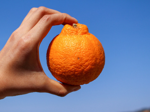 ［3kg］今が旬！春柑橘の詰め合わせ（4〜7種類・大小混合・訳あり）
