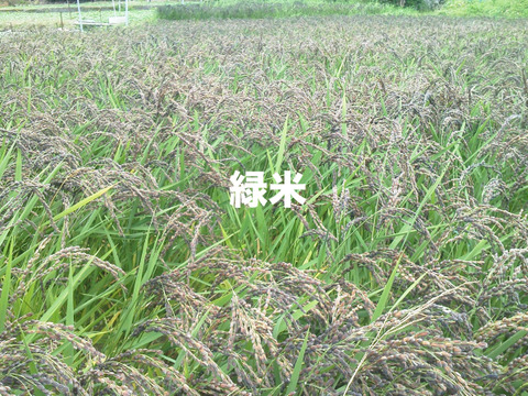 自然栽培･天日干し!古代米(黒赤緑)ブレンド(100g×8p)
