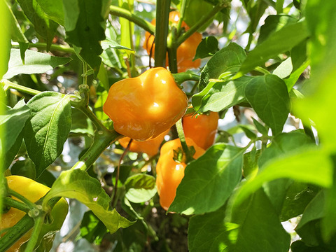 【お試し】我慢できる辛さ！ハバネロ（約100g）農薬・化学肥料不使用