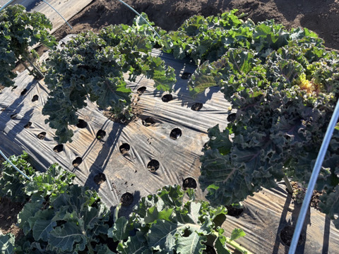 【訳あり特価】栄養満点！希少野菜 プチヴェール 200g（埼玉県産）