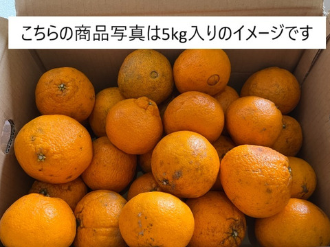 割引価格 自然栽培 見た目の良く無いもの 不知火B品5kg（約13～24玉）🍊 果物