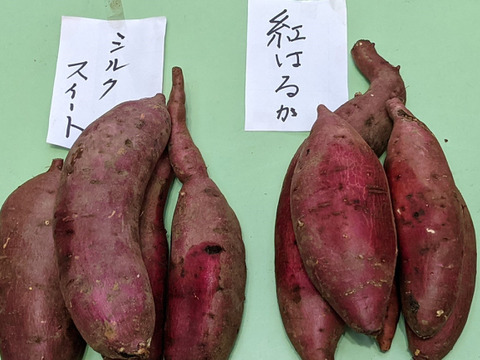 ねっとり甘い！さつまいも（紅はるか）１.８キロ【茨城県産】