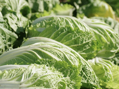 【霜降りミニ白菜】　兵庫県香美町産「ミニ白菜」（５玉）