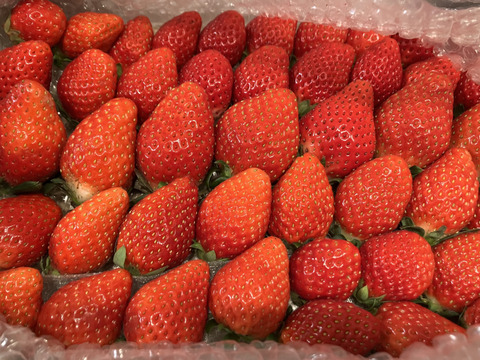 トクトク🍓いちごの宝石箱
朝摘み完熟❤️酵素栽培のこだわりいちご
【いちご食べ比べ】
（１月中下旬〜２月発送）