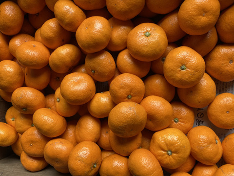 【濃厚！絶品！糖度15度以上】蔵出しプレミアム　幻のみかん　3kg