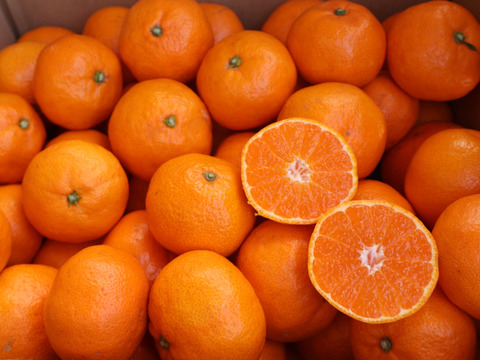 【冬ギフト】農家直送！有田みかん2kg≪Lサイズ 秀品≫【平武農園】～蛍飛ぶ町から旬の便り～　和歌山｜有田｜田口｜ギフト｜こだわり　産地直送　お取り寄せ