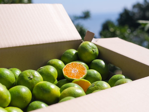 採れたまんま便【ゆらみかん2S～L混合】箱込8キロ