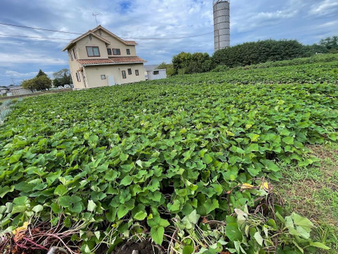手間暇かけました【紅はるか】　サツマイモ　3kg 栽培期間中農薬不使用