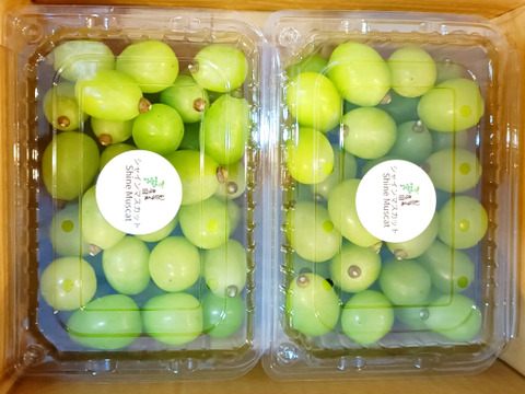 瀬戸ジャイアンツ粒1kg、シャインマスカット粒2kgセット