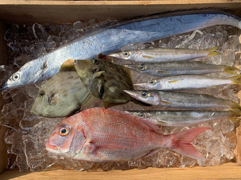 獲れたて直送❗️和歌山の旬が詰まった鮮魚BOX(中サイズ)❗️