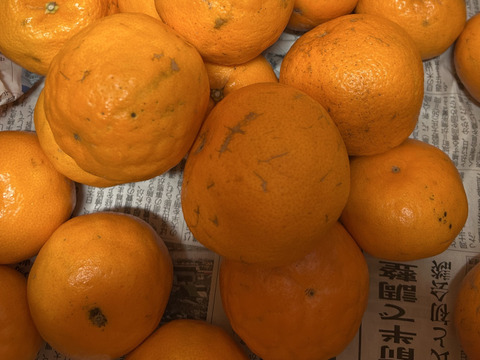 なっかん　　はるみ 愛媛県より産地直送 JAにしうわ はるみ 3LからMサイズ 5キロ (18