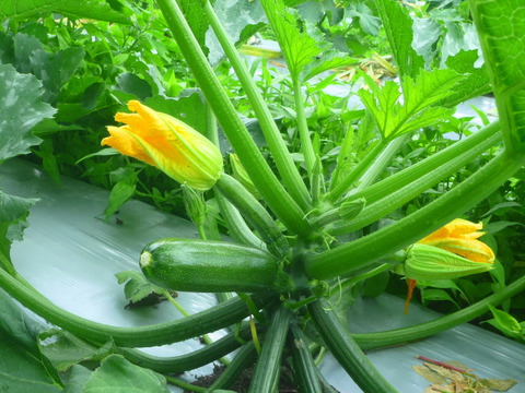 夏の元気！ズッキーニ~20本～農薬/化学肥料・不使用