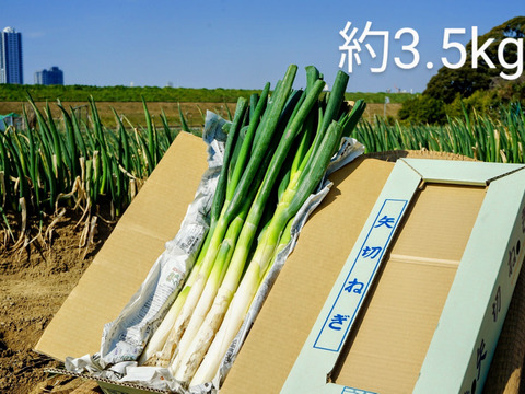 千葉県松戸市の特産品【矢切ねぎ】(根、泥付き) 約3.5Kg