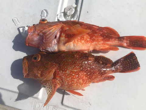 明日朝まで限定！捕れたて！カサゴ(アラカブ) 約2kg 長崎県対馬市