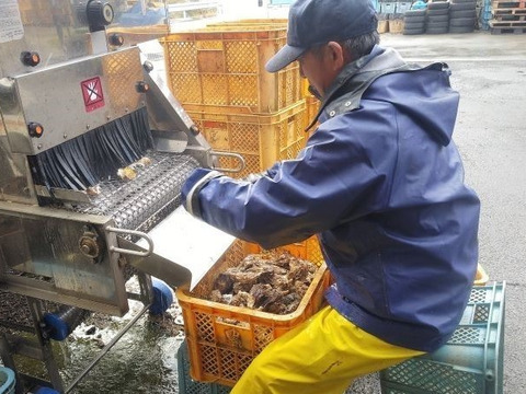 [希少]バージンオイスター🦪20個 三陸宮城女川産 殻付き 生牡蠣 生食用 BBQ キャンプ飯 【父の日ギフト】のし対応