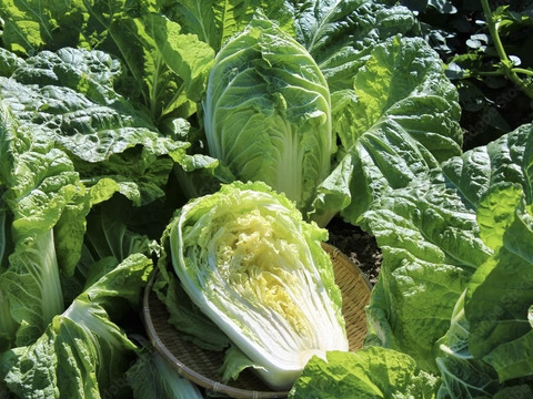 【霜降りミニ白菜】　兵庫県香美町産「ミニ白菜」（５玉）