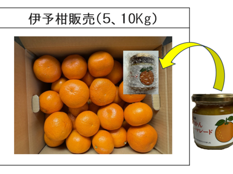 今年のいよかんと昨年のマーマレードのコラボ販売 （いよかん約１０Kg＋マーマレード200ｇ）