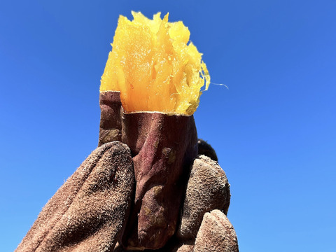 【訳あり】紅はるかM〜Lサイズ／5kg