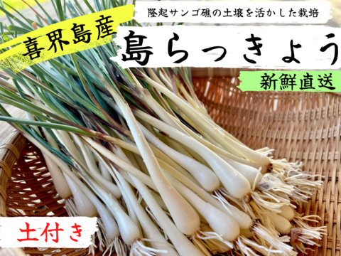 【島らっきょう500g】5月から収穫開始！「喜界島」の太陽と隆起サンゴ礁でできた『農薬不使用の土』で栽培