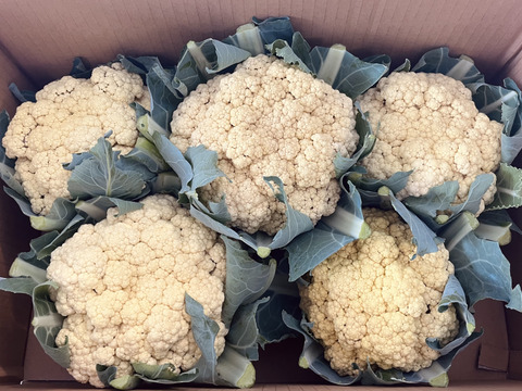 オレンジカリフラワー　ご家庭用2.5kg