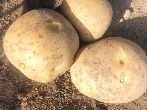 【農薬化学肥料不使用】【訳あり】昔ながらのホクホク甘い！ キタアカリ  新じゃが 箱込み5.0kg