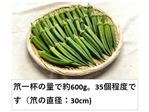 オクラ 柔らかトロうま！口の中で弾けるプチプチの種！＜20本/約250g＞