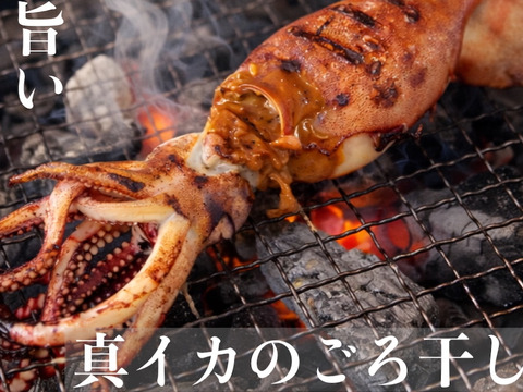肝が旨い！真イカごろ干し(丸干し)大中サイズ