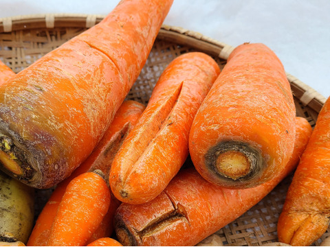 味恋(濃)い^^❕　訳アリ有機人参　在来品種・黒田五寸にんじん　　約３kg