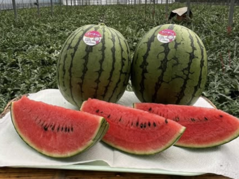 最初に実る特別な甘さのご褒美スイカ｜すいか・ピノガール2玉